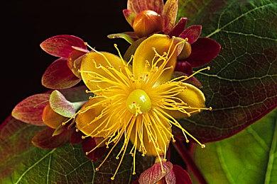 《花园生活》Steam体验版发布 美丽花园建设模拟